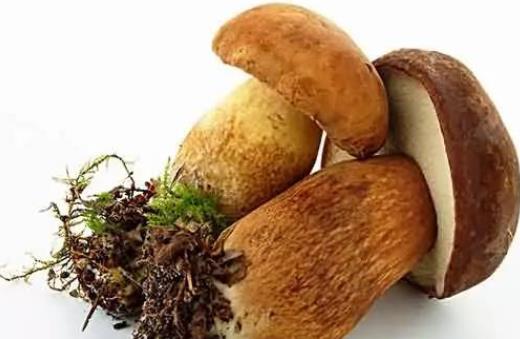牛肝菌可以生吃嗎?牛肝菌是發(fā)物嗎?