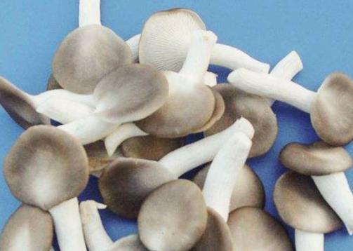 經(jīng)期可以吃秀珍菇嗎?吃秀珍菇有哪些好處?
