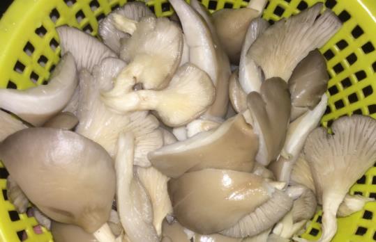 尿酸高可以吃平菇嗎?吃放久的平菇會中毒嗎?