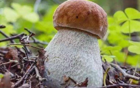 牛肝菌泡發(fā)是黑色的正常嗎?吃牛肝菌有哪些好處?