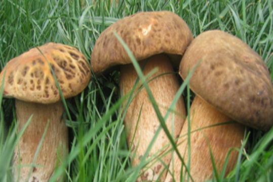 吃牛肝菌拉肚子是中毒嗎?牛肝菌到底有沒有毒?