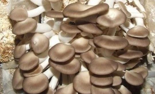 尿酸高可以吃平菇嗎?吃放久的平菇會中毒嗎?