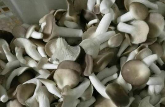 孕婦可以吃秀珍菇嗎?孕婦吃秀珍菇有哪些好處?