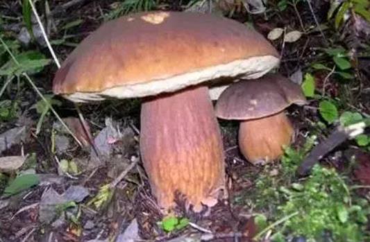 產(chǎn)婦可以吃牛肝菌嗎?哪些人不宜吃牛肝菌?