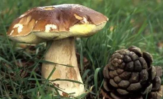 牛肝菌泡發(fā)是黑色的正常嗎?吃牛肝菌有哪些好處?