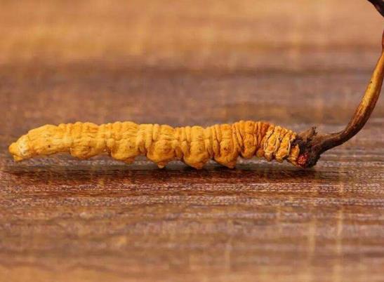 冬蟲(chóng)夏草怎么食用最好?發(fā)霉的蟲(chóng)草還能吃嗎