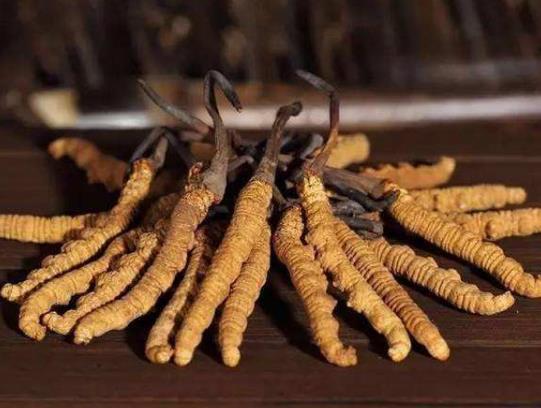 冬蟲(chóng)夏草怎么食用最好?發(fā)霉的蟲(chóng)草還能吃嗎