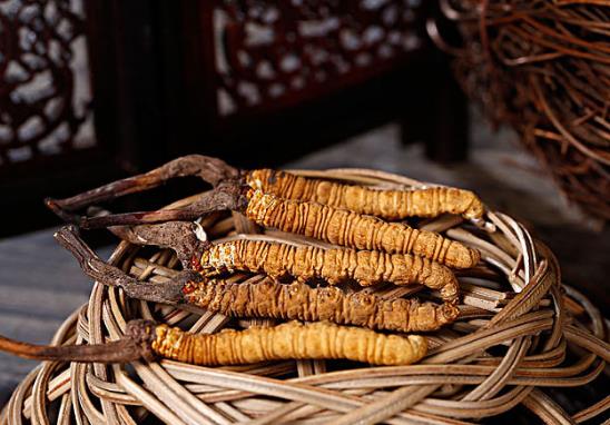 蟲草發(fā)霉是怎么樣的?一個(gè)冬蟲夏草可以泡多少水