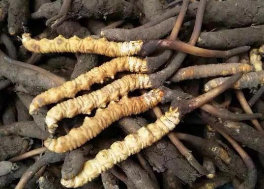 蟲草發(fā)霉是怎么樣的?一個(gè)冬蟲夏草可以泡多少水