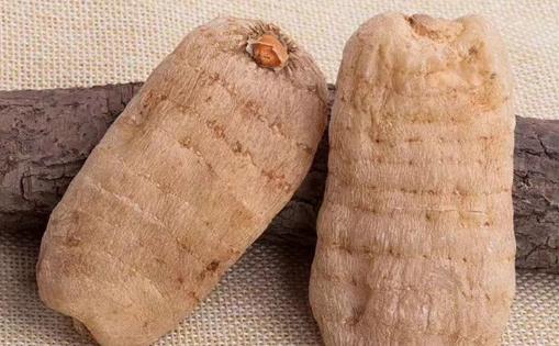 野生天麻的藥效要比人工栽培的好嗎 天麻顏色變深還能吃嗎