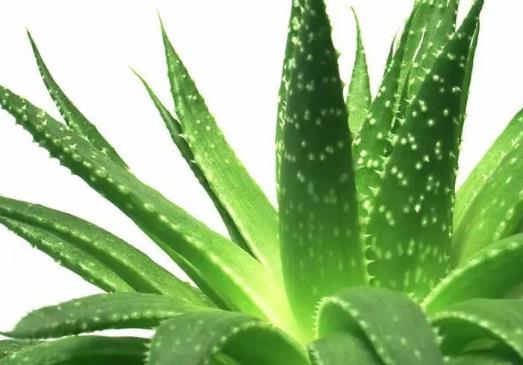 新鮮蘆薈對(duì)疤痕有用嗎?搓澡搓傷皮膚可以用蘆薈膠嗎