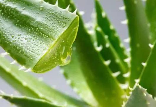 蘆薈吃多了對(duì)身體有什么影響?哪種蘆薈是可以吃的