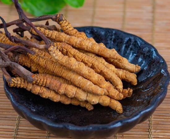 用什么酒泡蟲草比較好?新鮮冬蟲夏草吃之前怎么洗