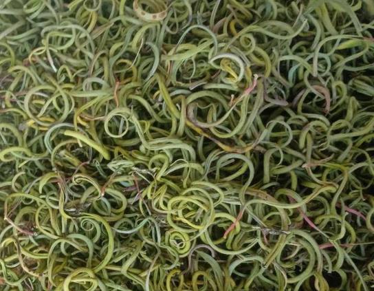 腎精茶喝著有腥味好不好?女人能喝腎精草泡水嗎
