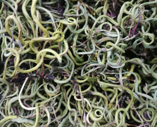腎精茶喝著有腥味好不好?女人能喝腎精草泡水嗎