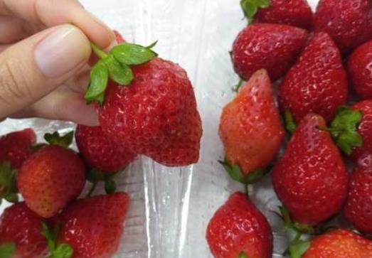 草莓吃起來(lái)很硬正常嗎?草莓可以不洗就吃嗎