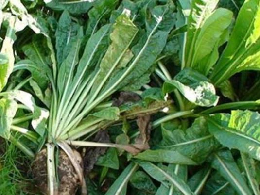 喝菊苣茶一個(gè)月尿酸反而高了是為什么?菊苣是什么樣子圖片
