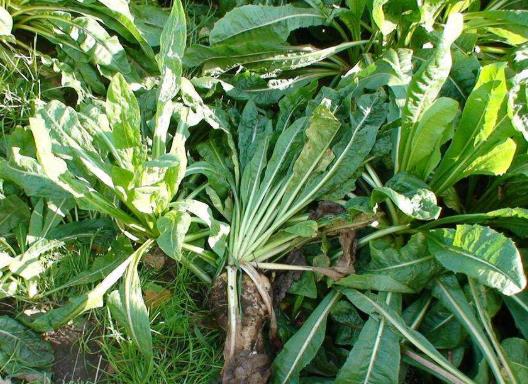 喝菊苣茶一個(gè)月尿酸反而高了是為什么?菊苣是什么樣子圖片