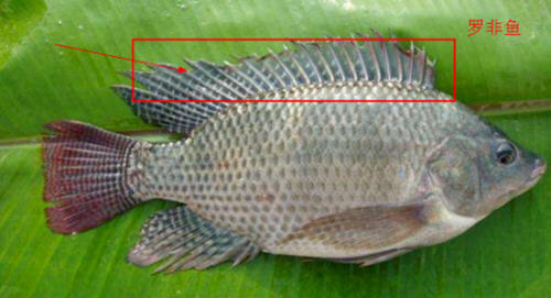 羅非魚(yú)和鯽魚(yú)的區(qū)別圖片及辨別技巧6