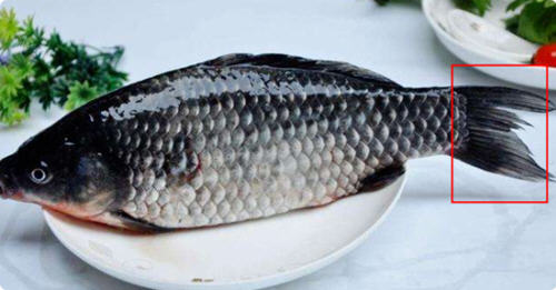 羅非魚(yú)和鯽魚(yú)的區(qū)別圖片及辨別技巧3