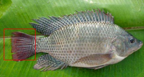 羅非魚(yú)和鯽魚(yú)的區(qū)別圖片及辨別技巧4