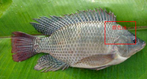 羅非魚(yú)和鯽魚(yú)的區(qū)別圖片及辨別技巧2