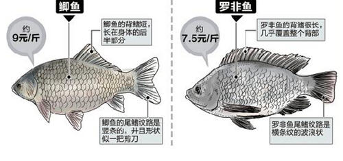 羅非魚(yú)和鯽魚(yú)的區(qū)別圖片及辨別技巧7