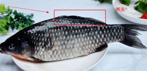 羅非魚(yú)和鯽魚(yú)的區(qū)別圖片及辨別技巧5