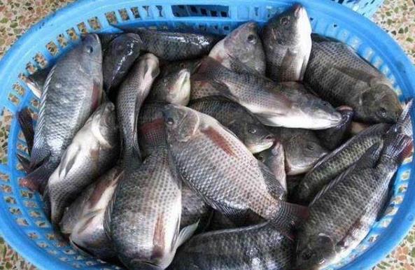 羅非魚(yú)是哪來(lái)的?和鯽魚(yú)有關(guān)系嗎?