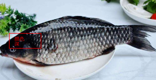 羅非魚(yú)和鯽魚(yú)的區(qū)別圖片及辨別技巧1