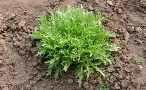 苦菜可以生吃嗎?苦菜生吃的好處有什么?