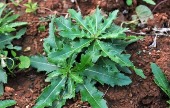 野生苦菜可以曬干吃嗎?苦菜需要焯水嗎?