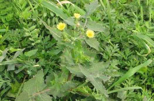 野生苦菜可以曬干吃嗎?苦菜需要焯水嗎?
