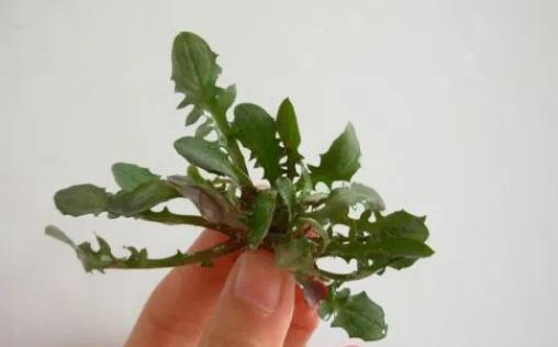 苦菜有什么營養(yǎng)價值?苦菜怎么吃最好?