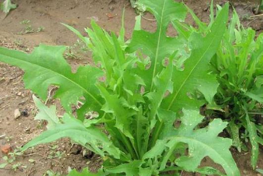 野生苦菜可以曬干吃嗎?苦菜需要焯水嗎?