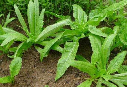 苦菜有什么營養(yǎng)價值?苦菜怎么吃最好?