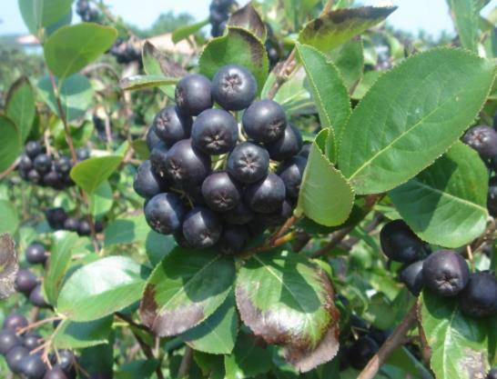 黑果花楸吃多了會怎么樣?黑果花楸可以泡水喝嗎