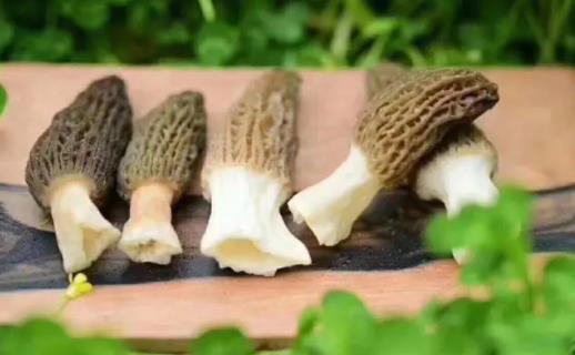 羊肚菌可以泡酒喝嗎?羊肚菌怎么保存好?