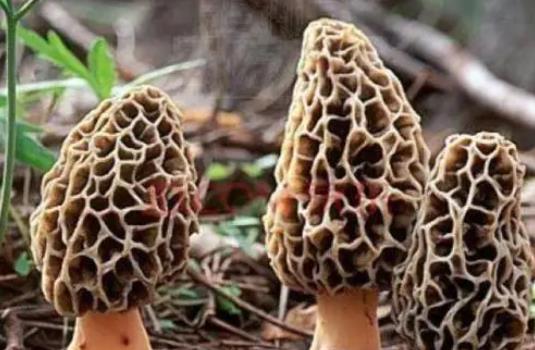 感冒可以吃羊肚菌嗎?吃羊肚菌有哪些好處?
