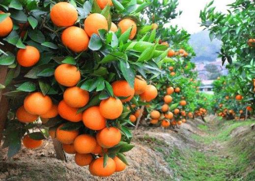 砂糖橘怎么分4號果和5號果?吃砂糖橘上火咋辦