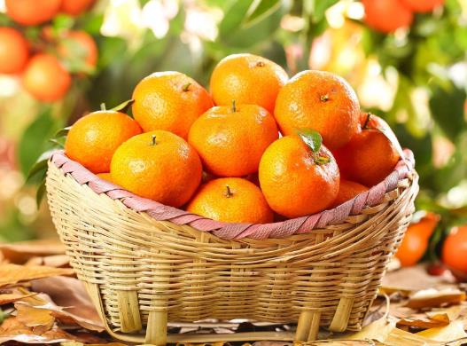 沙糖桔4號果大還是5號果大?沙糖桔上火還是降火