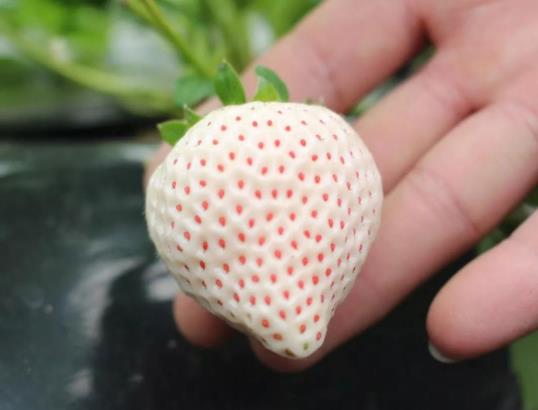 白草莓有哪些品種?為什么白草莓這么貴