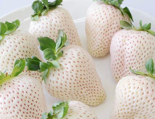 白色草莓是什么品種?白色草莓是什么口味的