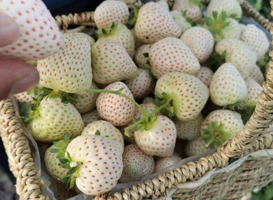 白色草莓是什么品種?白色草莓是什么口味的