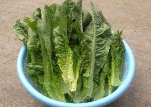 萵筍葉生吃好還是熟吃好?萵筍葉沒焯水吃了對身體有害嗎
