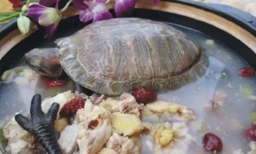 哪些人適合吃烏龜肉?烏龜可以怎么吃?