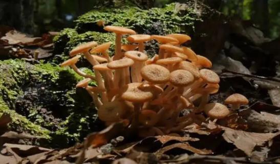孕婦可以吃松樹菌嗎?孕婦吃松樹菌有哪些好處?