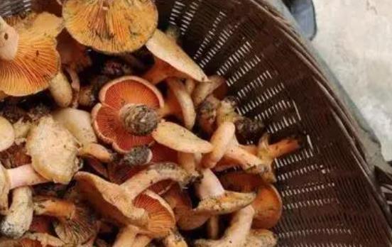 痛風(fēng)可以吃松樹(shù)菌嗎?松樹(shù)菌有哪些功效?
