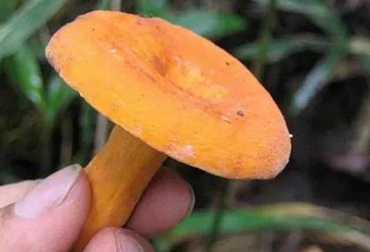 奶漿菌有毒嗎?奶漿菌有哪些功效?