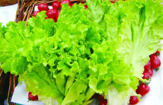 生菜屬于涼性還是熱性?哪些人不宜吃生菜?